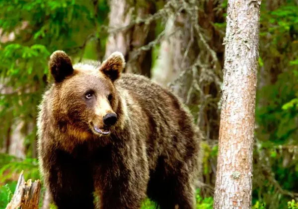 La Unión Europea cuestiona el censo de osos realizado en Castilla y León