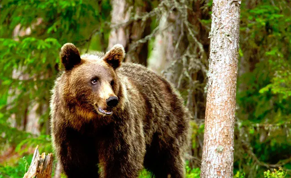 La Unión Europea cuestiona el censo de osos realizado en Castilla y León