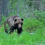 El regreso del oso a Zamora tras 150 años