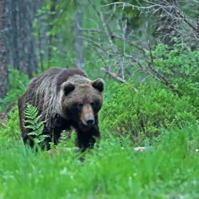 El regreso del oso a Zamora tras 150 años