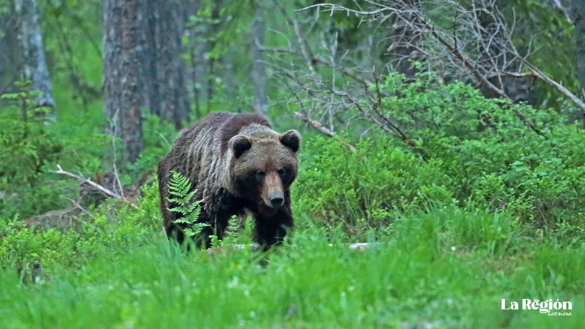 El regreso del oso a Zamora tras 150 años