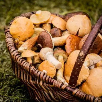 La tradición gastronómica del otoño