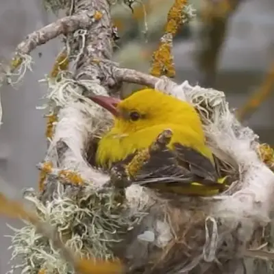 Páxaros. Los Nombres Leoneses de las Aves