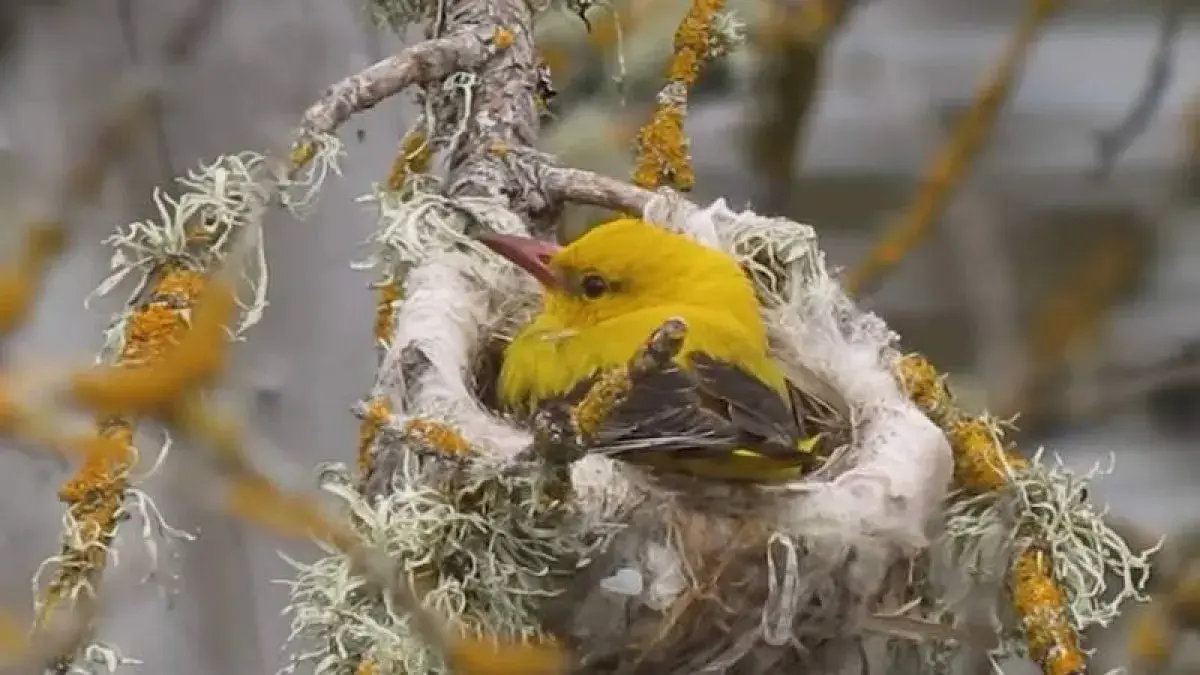 Páxaros. Los Nombres Leoneses de las Aves