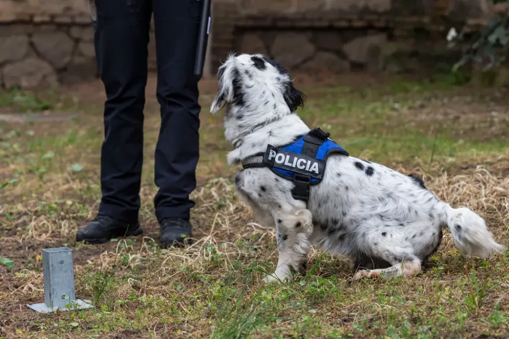 Cinco meses de prisión por agredir a un perro policía en León