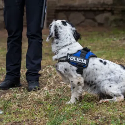 Cinco meses de prisión por agredir a un perro policía en León