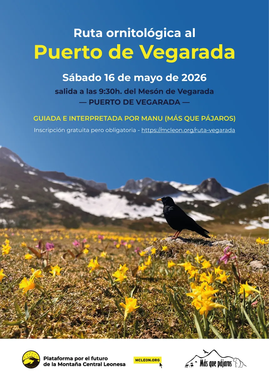 Ruta ornitológica al Puerto de Vegarada