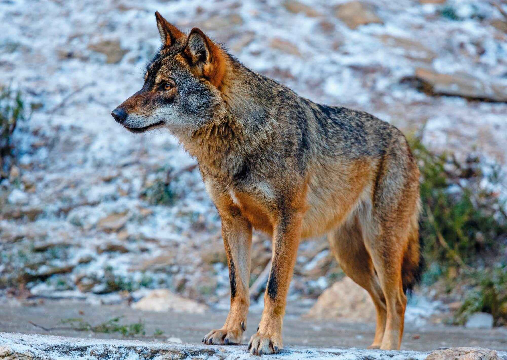Ecologistas acusa de “manipulación política” la evaluación del estado del lobo