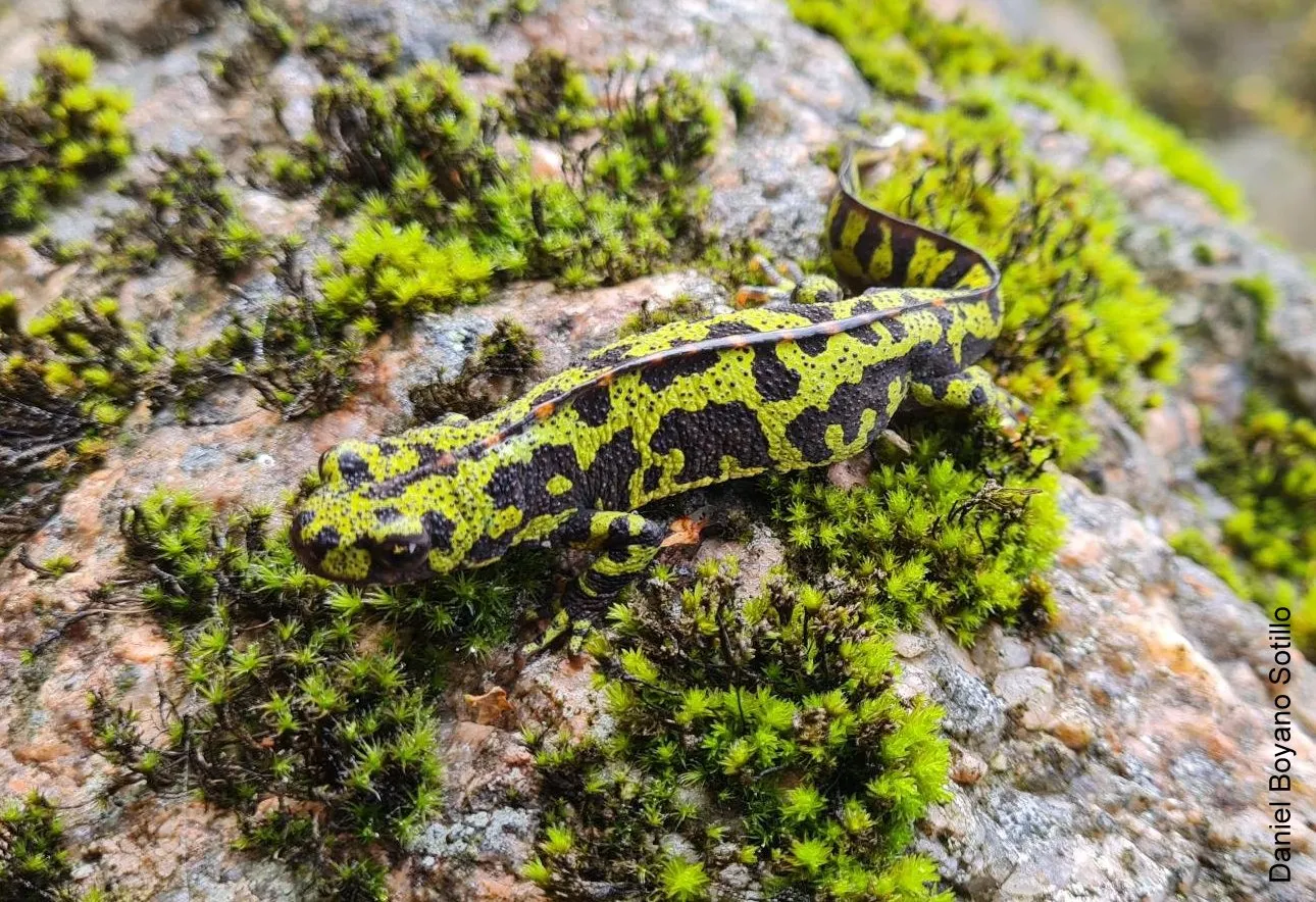 Criosanabria lanza una campaña de verano para proteger especies de fauna autóctonas