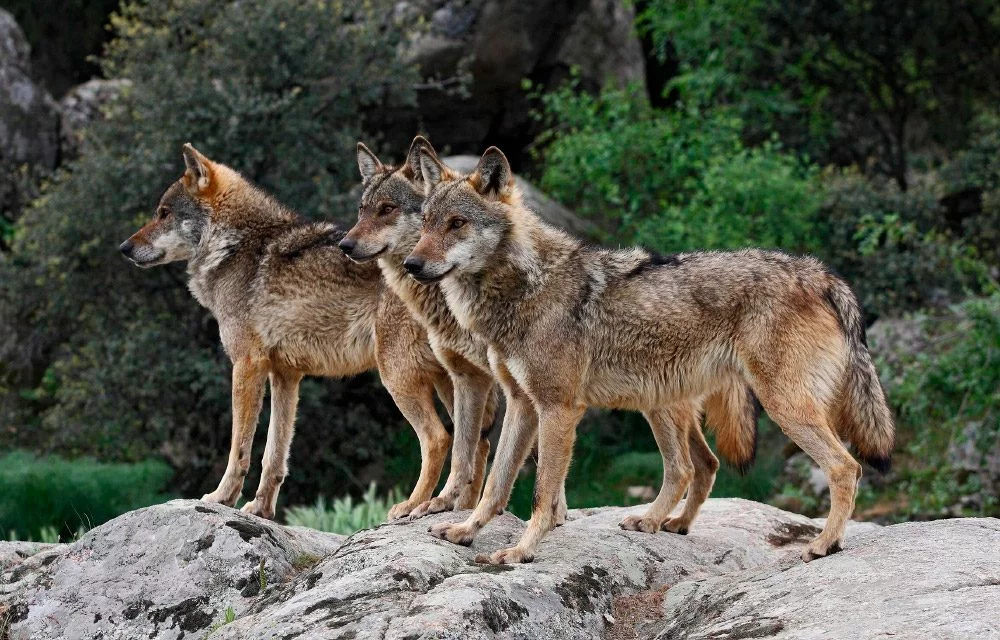 EEA y Fondo Lobo impugnan ante los tribunales el informe del estado del lobo ibérico