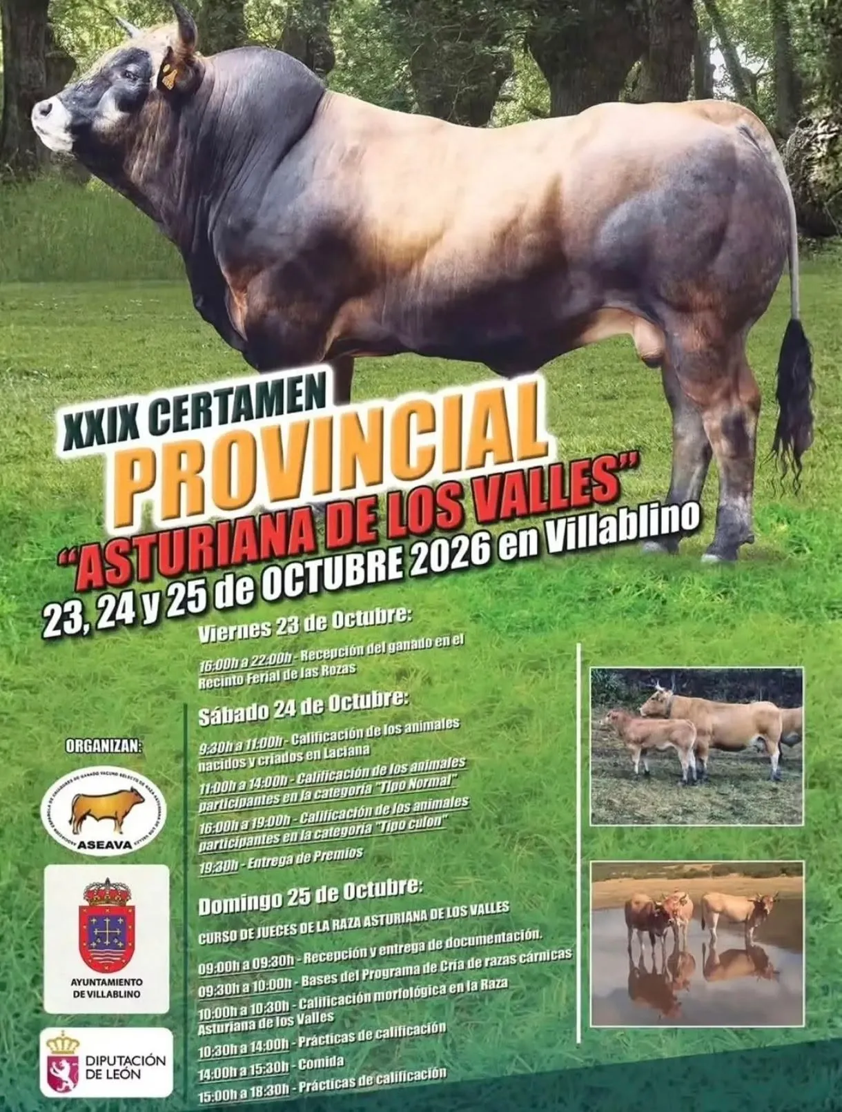 XXIX Certamen provincial "Asturiana de los Valles"