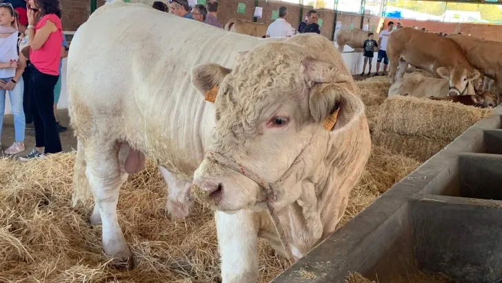 Feria de San Andrés 2026 en Ciudad Rodrigo
