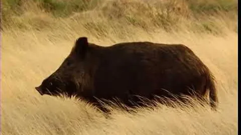 El lobo en la Sierra de la Culebra (Zamora)