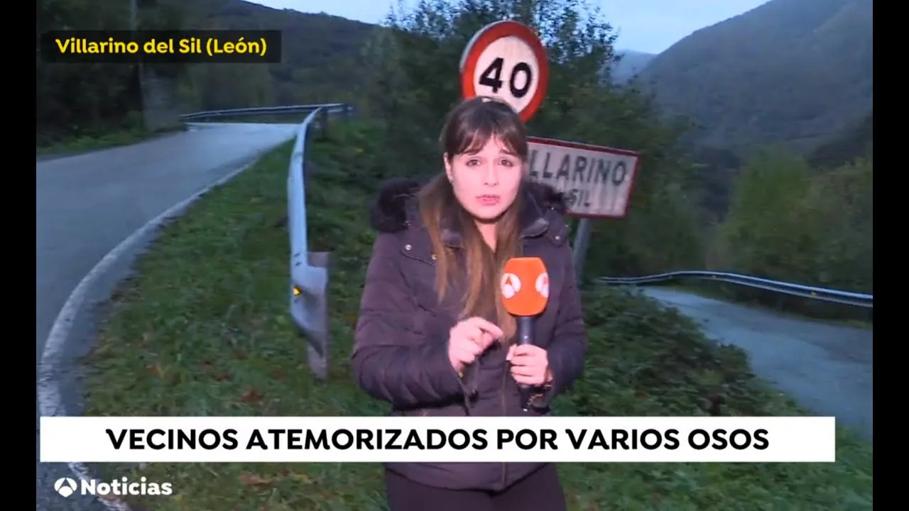 Osos por las calles de Laciana y Alto Sil