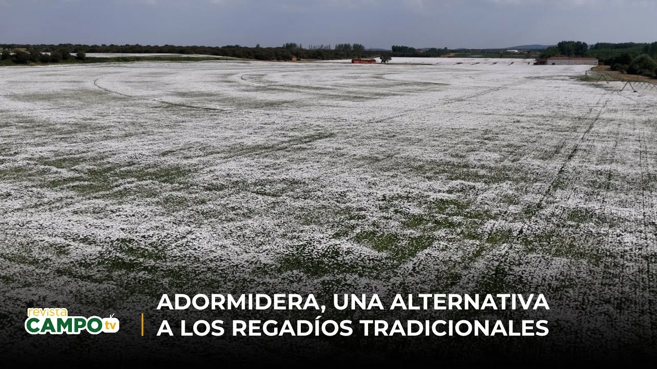 Adormidera, una alternativa real a los regadíos tradicionales