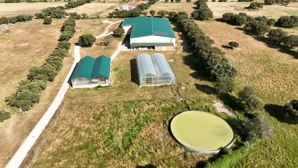 El primer matadero de ranas de España abrirá en Zamora en 2026