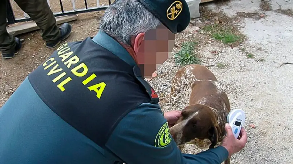 Alerta en León: Oleada de robos de perros de caza