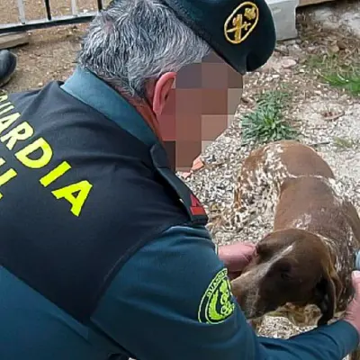 Alerta en León: Oleada de robos de perros de caza