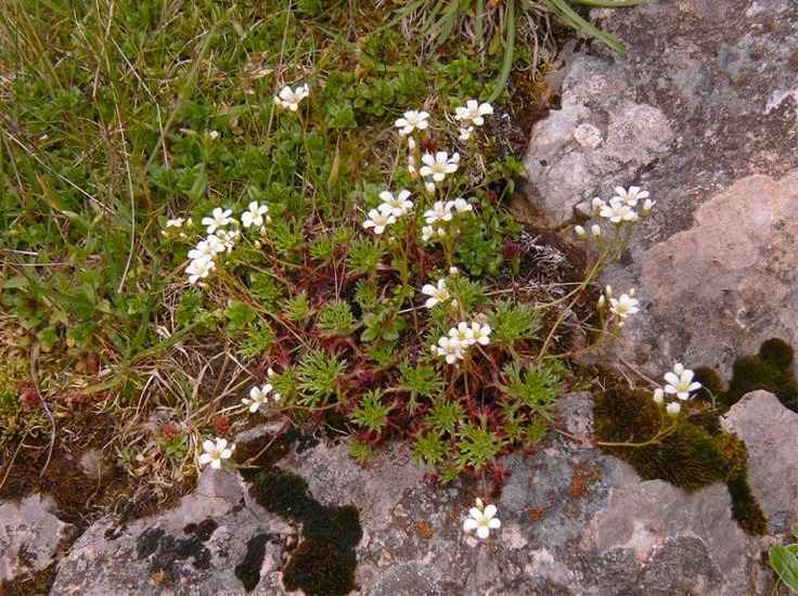 Rompepiedras