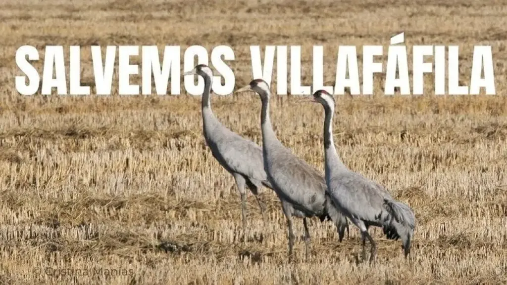 Salvemos Villafáfila: Un tesoro natural en peligro de desaparición