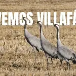 Salvemos Villafáfila: Un tesoro natural en peligro de desaparición