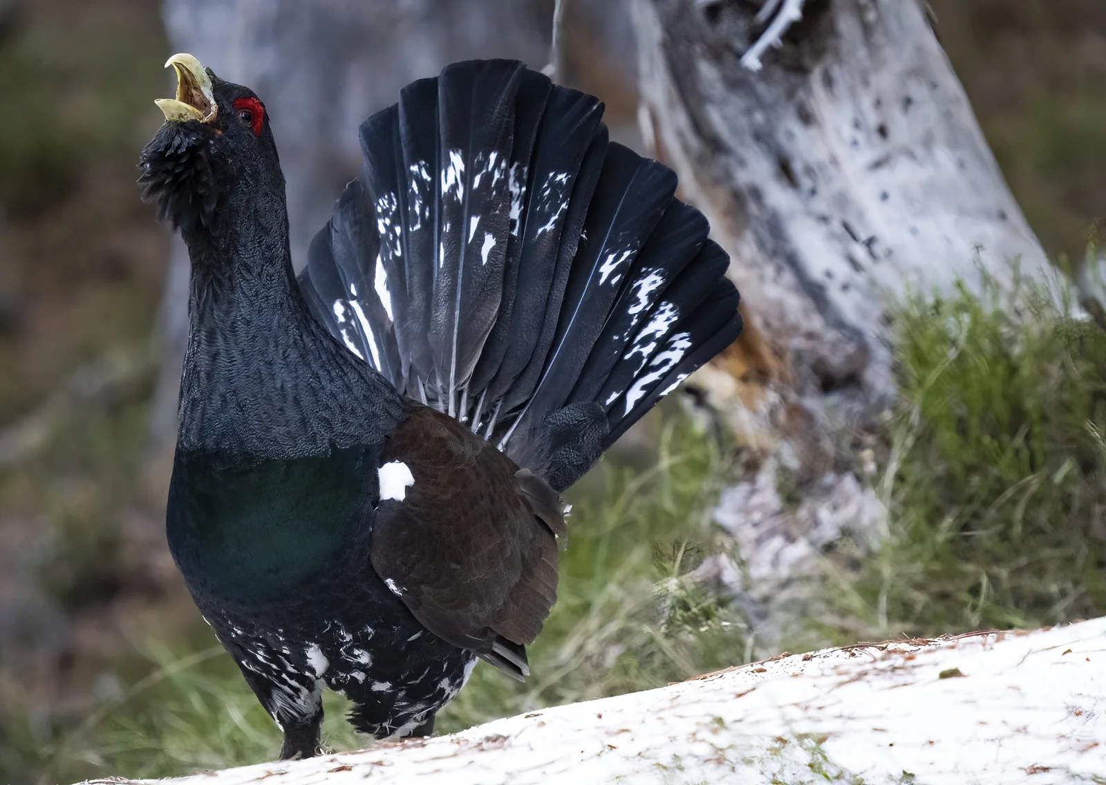 Urogallo Cantábrico