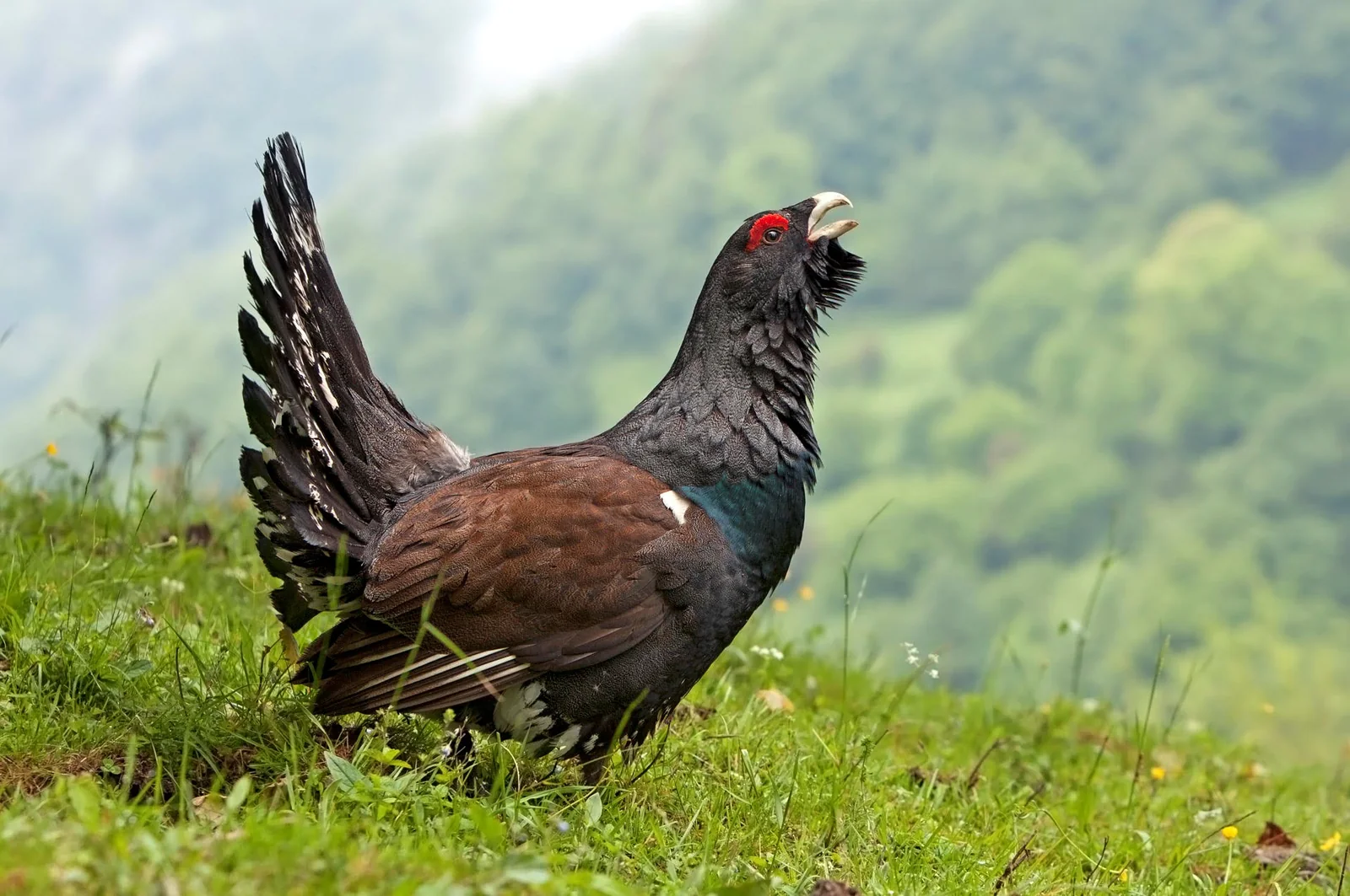 Urogallo Cantábrico
