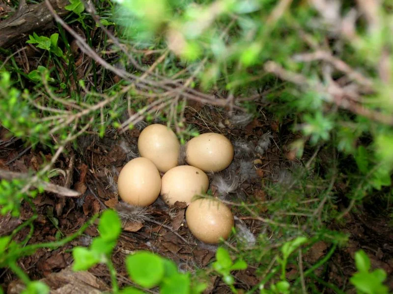 Puesta de huevos, incubados por la hembra durante 26 días