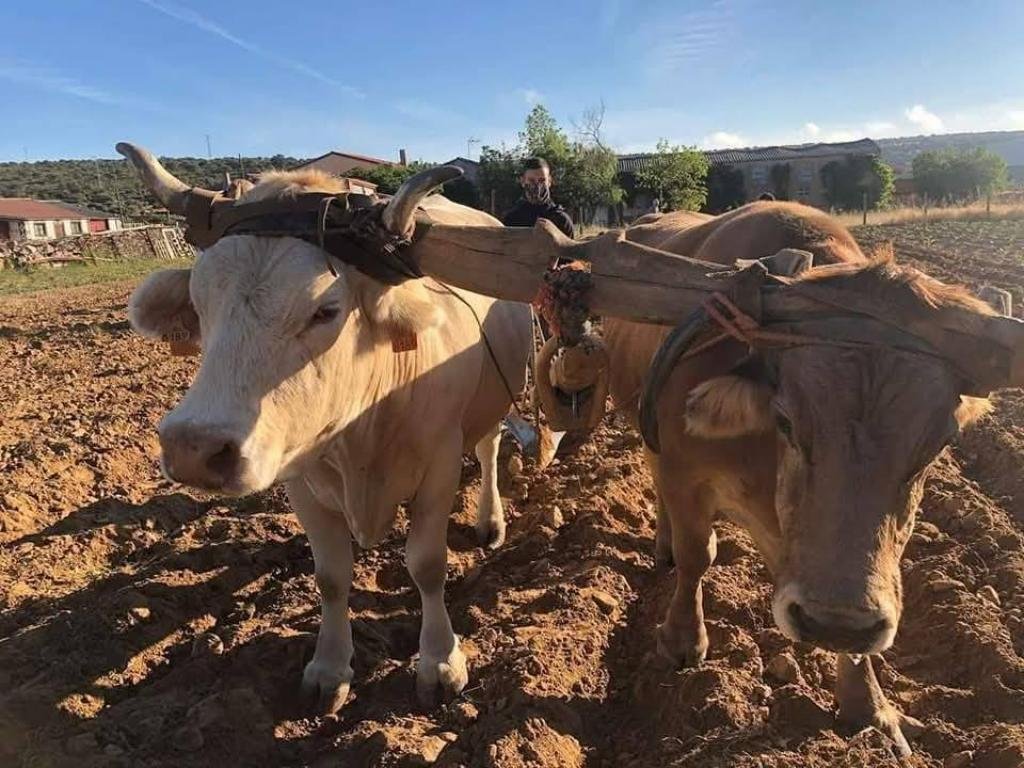 El sobeo, el subiyuelo, las cornales y la trasga