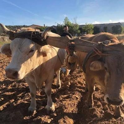 El sobeo, el subiyuelo, las cornales y la trasga