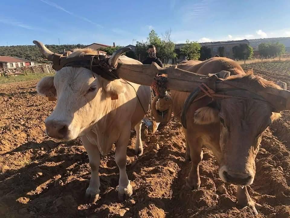 El sobeo, el subiyuelo, las cornales y la trasga