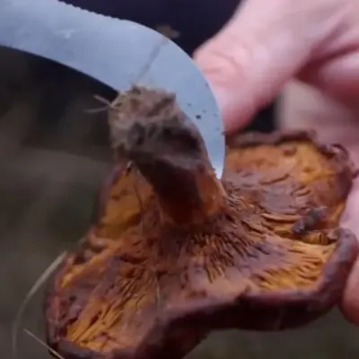 Villafranca del Bierzo - El Señor de los bosques