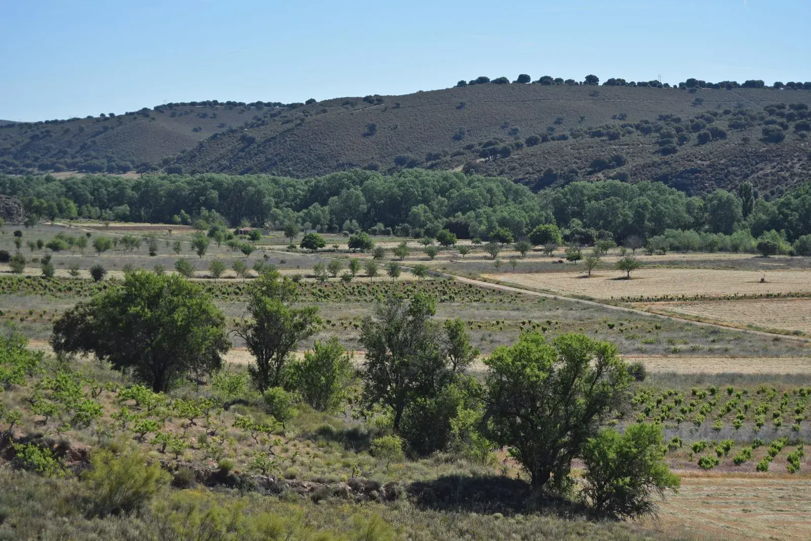La incógnita zamorana de Oceloduri