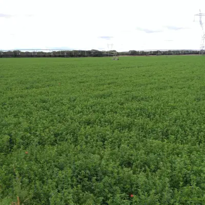 Zamora lidera la concentración parcelaria privada en Castilla y León