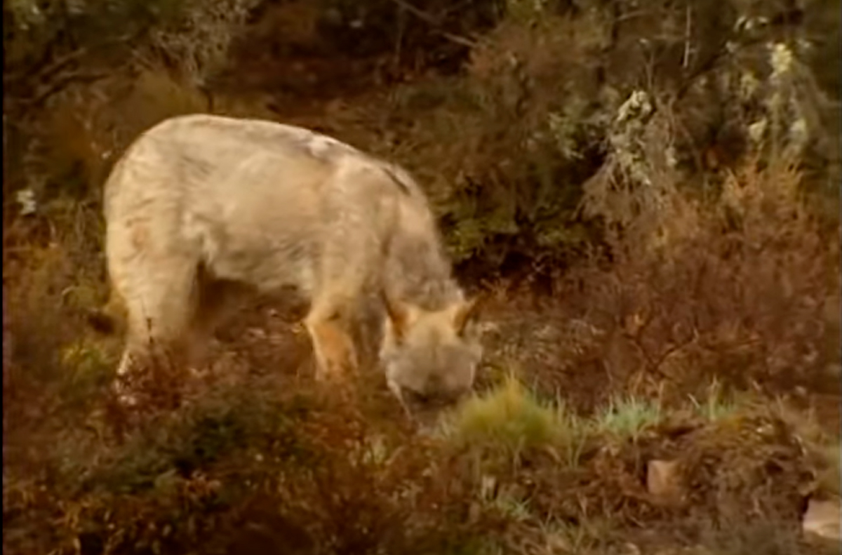 El lobo en la Sierra de la Culebra (Zamora)