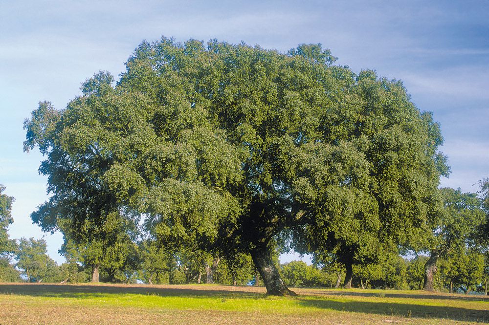 Árboles Ibéricos - Quercus ilex (1)