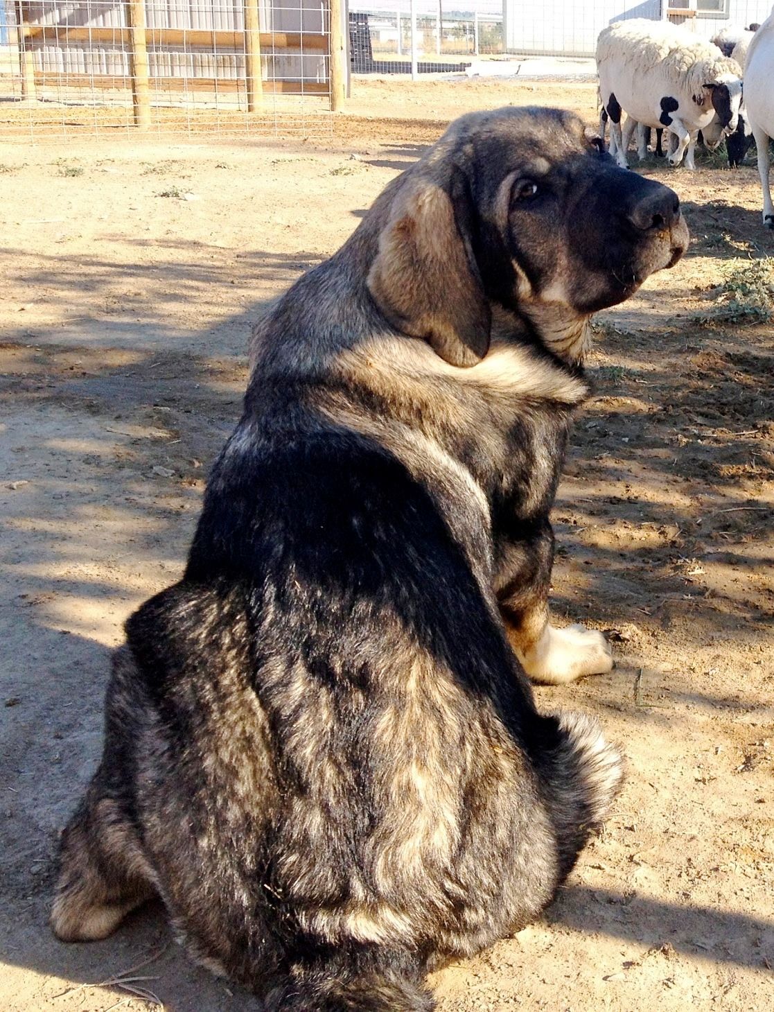 Ejemplar de Mastín Leonés