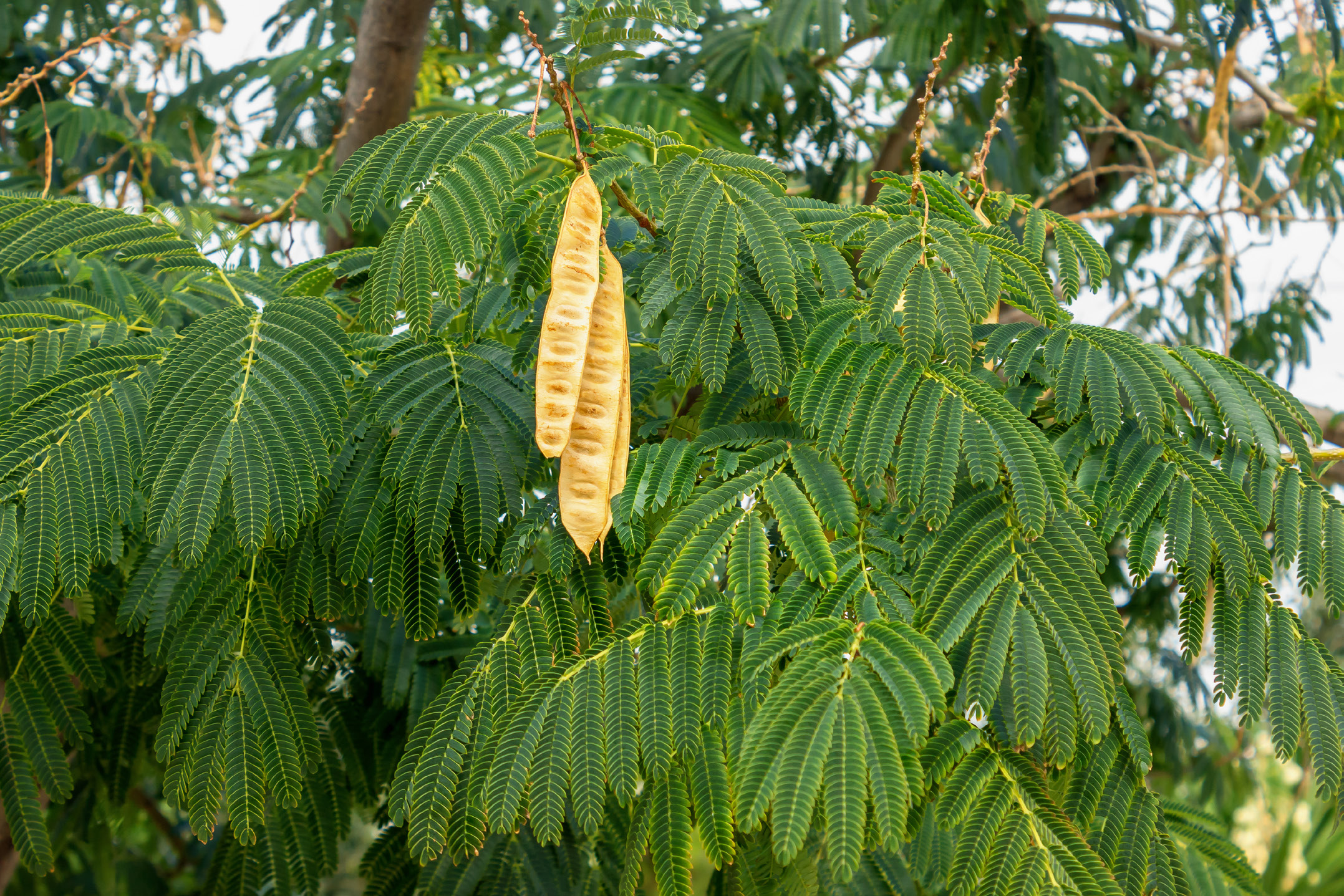 Planta del guaje