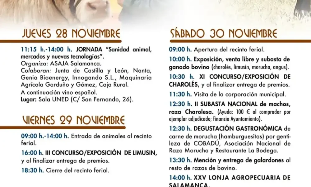 Feria de San Andrés de ganado bovino en Ciudad Rodrigo